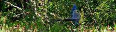 IMG_8997_cr_cr-copy-1