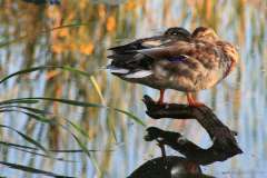 IMG_7296-Lac-Boivin-2008-copy