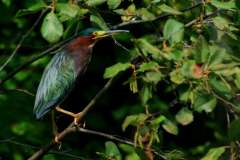 IMG_8709-horiz_sm-1024