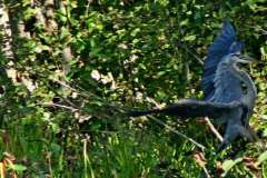 IMG_8997_cr_cr-copy-1